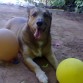 Jugando con los globos,, q le encanta!